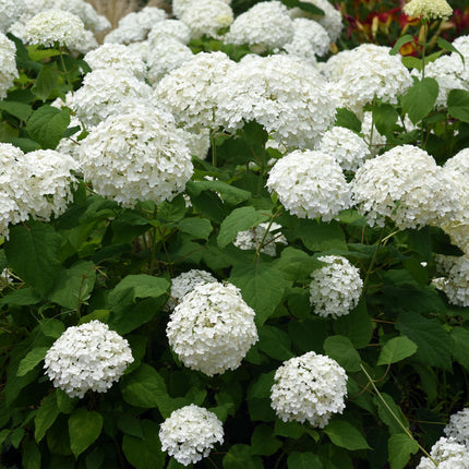 Rispenhortensie - Hydrangea arborescens Annabelle - Weiße Blüte - 3 Pflanzen - 1m2 - Laubabwerfend - Große Blüten - 17cm Höhe 50cm - Winterhart