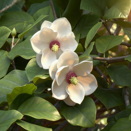 Magnolia sieboldii – 3 Pflanzen – 12cm – Höhe ca. 30cm