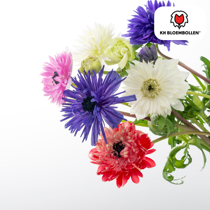Blumenzwiebeln Anemonen – Anemone coronaria ‘Double’ – 30 Pflanzen – bunte Knollenmischung – ↕25-35cm – Frühlingsblüher für Beete, Töpfe & Schnittblumen