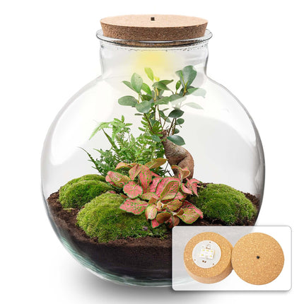 Flaschengarten Terrarium Bolder Bob Bonsai – DIY Bausatz + LED – Mini – Dschungel für Zuhause & Büro – Selbstgestalten & Nachhaltig