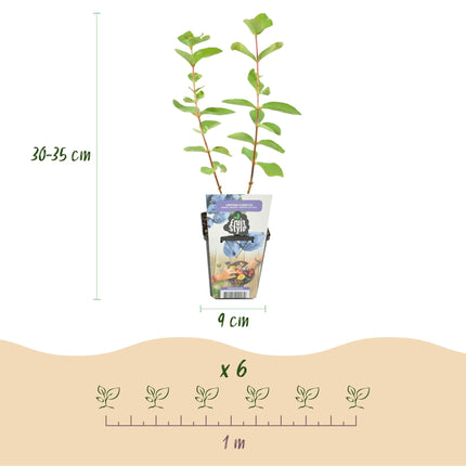 Honigbeere Lonicera caerulea Kamtschatica winterhart 6 Pflanzen Ø9cm Höhe 30cm – Blaue Honigbeere mit süß – säuerlichem Aroma für Garten & Balkon