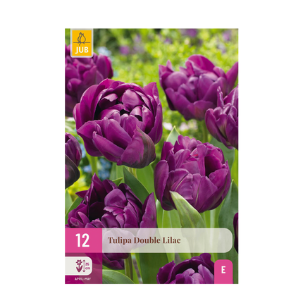 Blumenzwiebeln Tulipa Double Lilac – Lila – 12 Stück – Zwiebelgröße 11/12 – Gefüllte Tulpenzwiebeln für Garten, Balkon & Terrasse – Frühjahrsblüher
