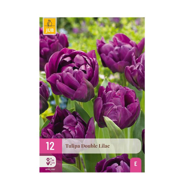 Blumenzwiebeln Tulipa Double Lilac – Lila – 12 Stück – Zwiebelgröße 11/12 – Gefüllte Tulpenzwiebeln für Garten, Balkon & Terrasse – Frühjahrsblüher