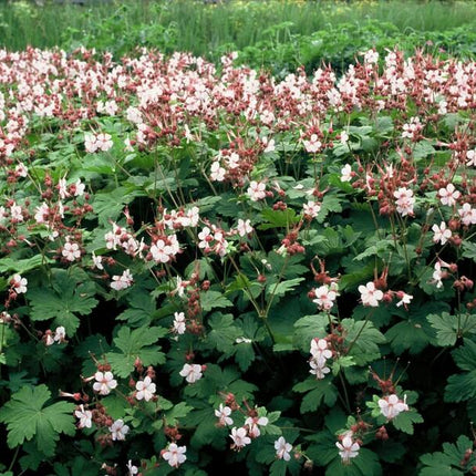 Felsen-Storchschnabel Geranium macrorrhizum 'Spessart' – Winterharter Bodendecker – 60 Pflanzen – Ø9 cm – Höhe 10-25 cm – Weiße Blüten & grünes Laub – Ideal für Steingärten & Beete