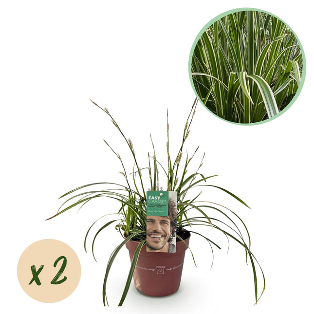 Weißrandige Segge Carex morrowii Ice Dance – 2 Pflanzen – Ø17cm – Immergrün, winterhart & pflegeleicht – Weiß – grüne Blätter – Höhe ca. 50cm
