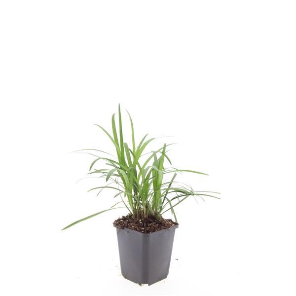 Liriope muscari 'Monroe White' – 48 Pflanzen – Immergrüne Staude – 9cm – ↕10-25cm – Weißblühende Bodendeckerpflanzen – Winterhart & pflegeleicht