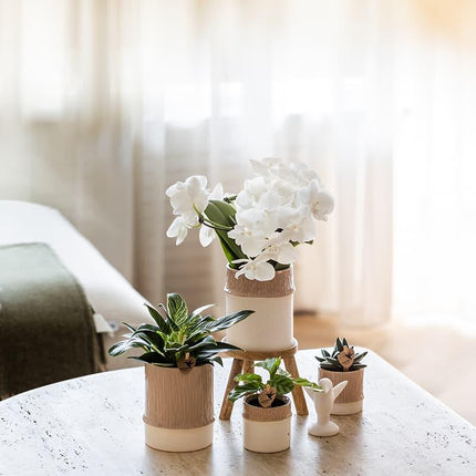 Bamboo Übertopf Sand – Mini Blumentopf Ø6cm – Naturfarbener Pflanztopf mit Bambusstruktur – Kleiner Übertopf für Orchideen Sukkulenten & Deko