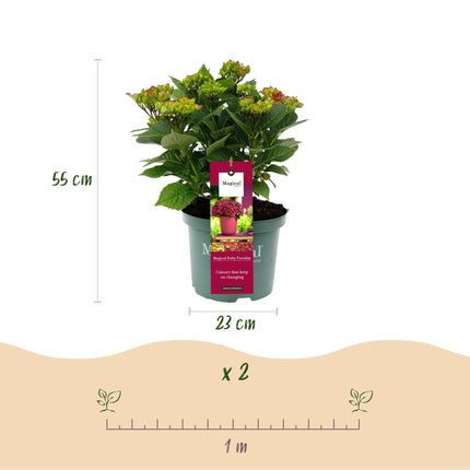 Hortensie Magical Ruby Tuesday & Saphire – 2 Pflanzen – Hydrangea macrophylla – 23cm – Ca. 55cm hoch – 6-10 Blüten – Für Balkon, Terrasse & Beet