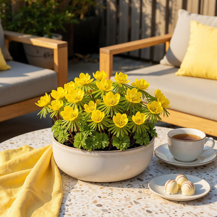 Blumenzwiebeln Eranthis Cilicica – 25 Blumenzwiebeln – Gelbe Winterlinge – Frühblühende Blumenzwiebeln für Beet, Balkon & Terrasse – Pflegeleicht