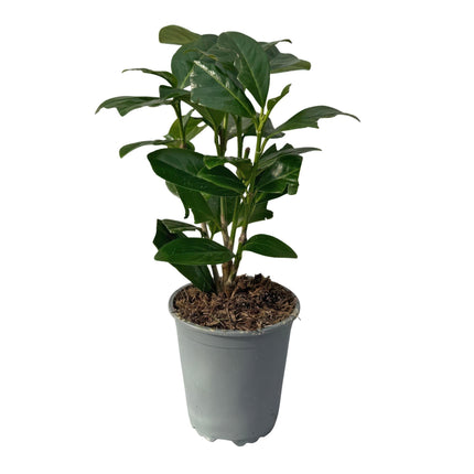 Kirschlorbeer Prunus laurocerasus Novita – Immergrüne Heckenpflanzen – 8 Pflanzen – 1m – 9cm Höhe 30-35cm – Grün – Pflegeleicht