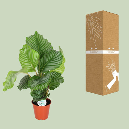 Korbmarante Calathea Orbifolia – Zimmerpflanze – Ø17cm ↕60cm – Tropische Blattschmuckpflanze mit silbergrünen Mustern