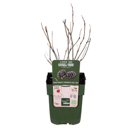 Schwarze Maulbeere – Morus nigra 'Mulle' – Ø13cm – ↕45cm – Bio-Anbau – Vitaminreiche Obstpflanze für Garten & Topf