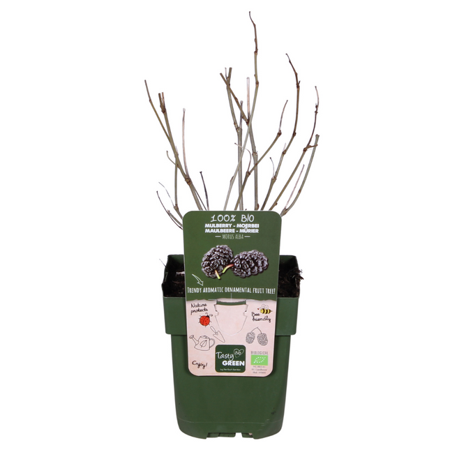 Schwarze Maulbeere – Morus nigra 'Mulle' – Ø13cm – ↕45cm – Bio-Anbau – Vitaminreiche Obstpflanze für Garten & Topf