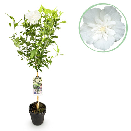 Hibiscus syriacus White Chiffon – Stamm-Pflanze – Ø19 cm – Höhe ca. 90 cm – Weiße Blüten – Laubabwerfend & pflegeleicht – Für Garten, Terrasse & Balkon