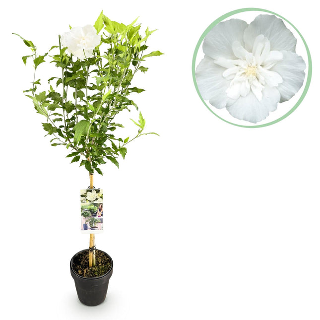 Hibiscus syriacus White Chiffon – Stamm-Pflanze – Ø19 cm – Höhe ca. 90 cm – Weiße Blüten – Laubabwerfend & pflegeleicht – Für Garten, Terrasse & Balkon