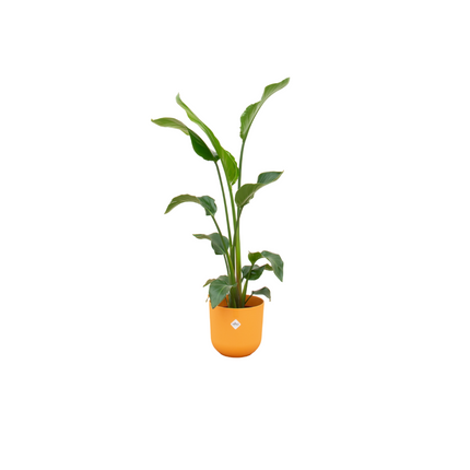 Baum-Strelitzie – Strelitzia nicolai mit Übertopf „Jazz Rund Gelb“ – ca. 100 cm hoch – Ø23 cm – große Zimmerpflanze – Paradiesvogelblume – tropisches Flair für dein Zuhause