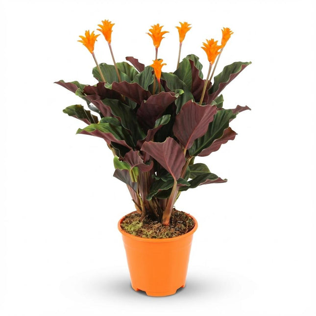 Korbmarante Calathea Crocata – Ø14cm – Höhe 40-45cm – Orange Blüten – Tropische Zimmerpflanze für Wohnraum Büro & schattige Standorte