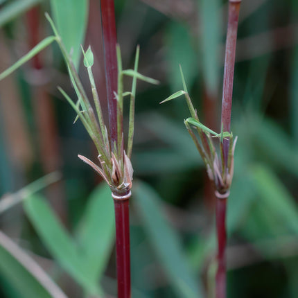 Bambus Fargesia Red Dragon – Immergrün – 2 Pflanzen – Nicht ausbreitend – Mit roten Stängeln – Für Hecke, Garten & Terrasse – Ø14cm Höhe ca. 35cm
