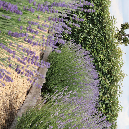Echter Lavendel – Lavandula angustifolia – Ø7cm x H15cm – 48 Pflanzen – Duftend & pflegeleicht – Für Balkon, Terrasse & Beet – Mediterrane Schönheit