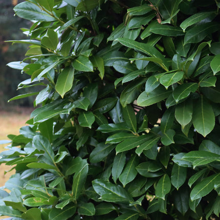 Kirschlorbeer Prunus laurocerasus Novita – Heckenpflanze – Blatt grün – 6 Pflanzen – 1  laufender Meter – Immergrün – 17 cm Höhe 50 cm – Winterhart & Pflegeleicht