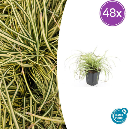 Carex oshimensis 'Evergold' – 48 Pflanzen – ↕10-25 cm – Ø9 cm – Winterhartes Ziergras – Bodendecker für schattige Gärten