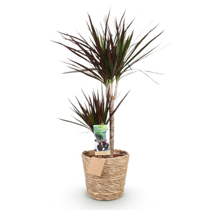 Dracaena Magenta – 90-100cm – 21cm inkl. Naturkorb – Pflegeleichter Drachenbaum – Tiefrote Stängel & grün – magenta Blattwerk