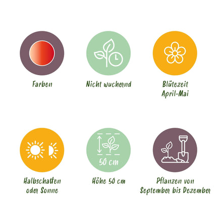 Blumenzwiebeln Tulipa Gudoshnik Double – Doppelblütig – 12 Stück – Zwiebelgröße 11/12 – Gefüllte Tulpen für Garten, Balkon & Terrasse – Frühjahrsblüher