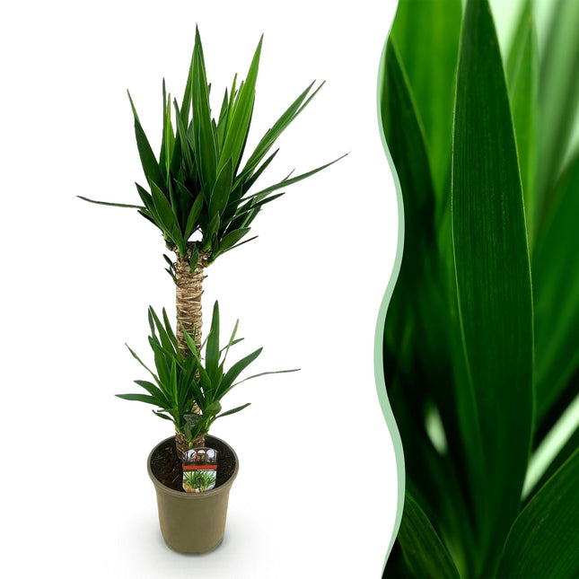 Yucca Elephantipes – 120cm – 19cm – Pflegeleichte Zimmerpflanze mit schmalen Blättern – Robuste Palmlilie für helle & halbschattige Innenräume