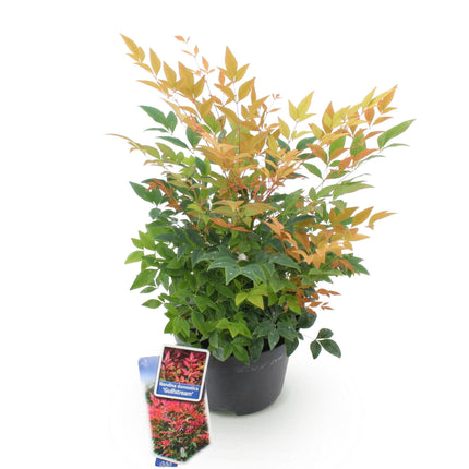 Heiliger Bambus Nandina Gulfstream – 17cm Höhe ca.45cm – Immergrün & farbwechselnd – Orangefarbenes Laub – Pflegeleichter dekorativer Zierstrauch