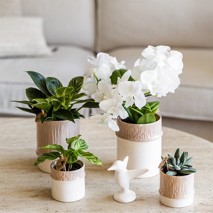 Übertopf Tree sand Ø9cm – Blumentopf mit dezentem Relief – neutraler Keramik – Übertopf für kleine Zimmerpflanzen, Orchideen & Sukkulenten