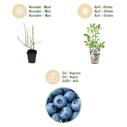 Blaubeere Vaccinium corymbosum Bluegold winterhart 6 Pflanzen Ø9cm Höhe30cm – Ertragreiche Heidelbeere für Garten Balkon & Terrasse