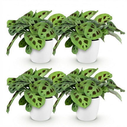 Maranta Fascinator Kerchoveana Zebrapflanze Pflanze 4er Set mit weißem Topf Ø12cm Höhe 25cm Haustierfreundliche Grünpflanze pflegeleicht für