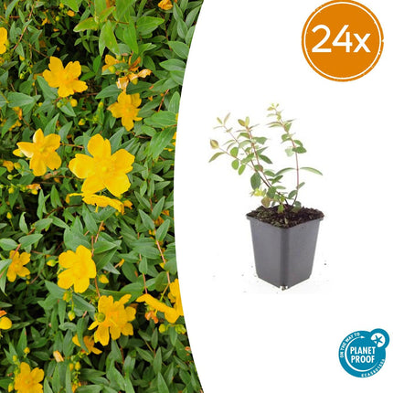 Hypericum dummeri 'Peter Dummer' – 24 Pflanzen – ↕10-25 cm – Ø9 cm – Winterhartes Johanniskraut – Gelbe Blüten – Bodendecker – Pflegeleicht