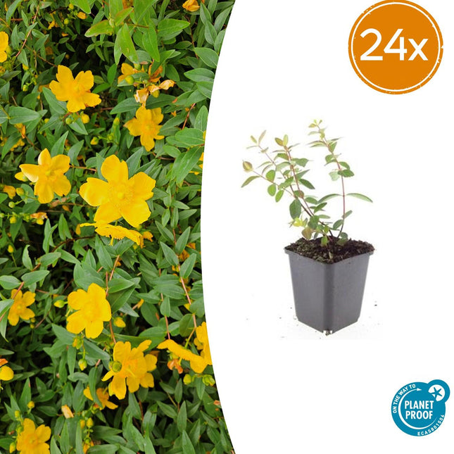 Hypericum dummeri 'Peter Dummer' – 24 Pflanzen – ↕10-25 cm – Ø9 cm – Winterhartes Johanniskraut – Gelbe Blüten – Bodendecker – Pflegeleicht