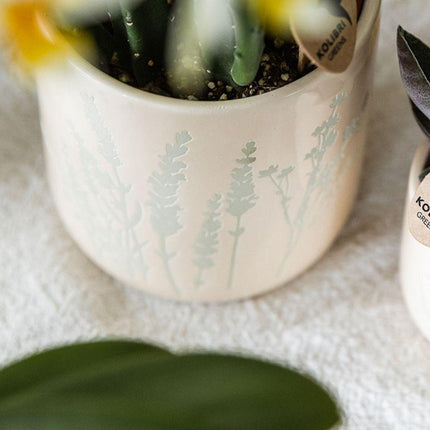 Gelbe Orchidee Mexico im hellblauen Floral Ziertopf Ø9cm – Zimmerpflanze mit 2–3 Zweigen – Elegante Blühpflanze für Wohnzimmer, Tischdekoration & Ostergeschenk