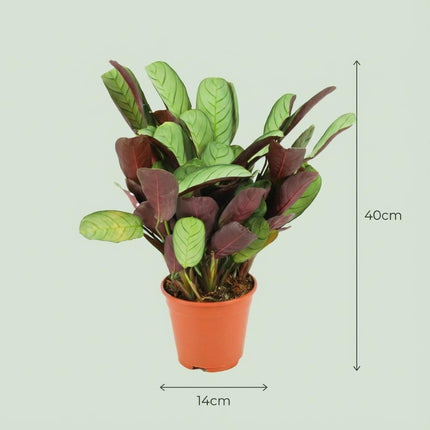 Korbmarante Ctenanthe Amagris Ø14cm Höhe 35-40cm – Gebetspflanze mit grau – grünen Blättern & violetter Unterseite