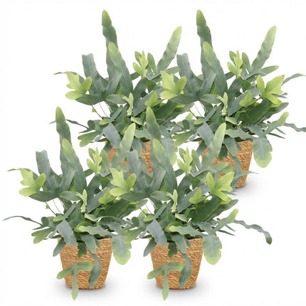 Phlebodium aureum Blue Star 4er Set Zimmerpflanzen inkl. Naturkorb