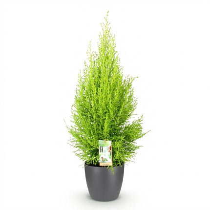 Cupressus Gold Crest Wilma Zimmerpflanze Mit Grauem Topf Ø21cm Höhe ca.85-95cm Zimmerkonifere Pflegeleicht Grünpflanze für Zimmer & Büro & Innenraum