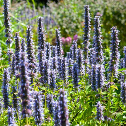 Agastache 'Black Adder' – 48 Pflanzen – ↕10-25cm – Ø9cm – Staude – Dunkelviolette Blüten – Sonnig – Bienenfreundlich & Pflegeleicht
