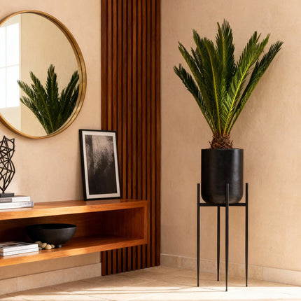 Cycas revoluta Sagopalmfarn – 45cm – 14cm – Pflegeleichte Zimmerpflanze mit fiederartigen Blättern – Exotischer Blickfang für Wohn – & Arbeitsräume