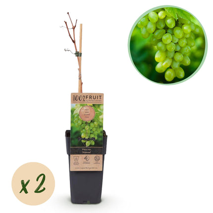 Weinrebe – Weiße Traube – Vitis vinifera Himrod – Obstpflanze – Kernlos – 2 Pflanzen – 15cm – Höhe ca. 50cm