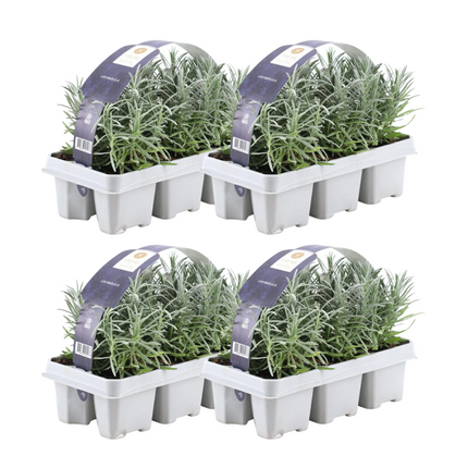 Echter Lavendel – Lavandula angustifolia – 24 Pflanzen– Ø7cm – ↕15cm – Winterhart – duftende Lavendelpflanze für Garten, Balkon & Terrasse
