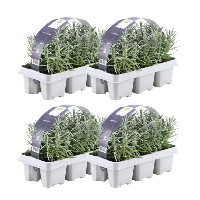 Echter Lavendel – Lavandula angustifolia – 24 Pflanzen– Ø7cm – ↕15cm – Winterhart – duftende Lavendelpflanze für Garten, Balkon & Terrasse