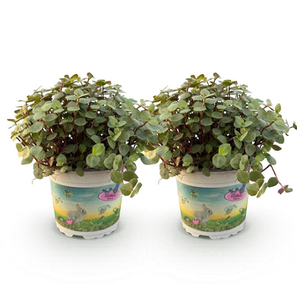 Kriechendes Schönpolster Callisia repens – 2 Pflanzen Set – Ø12cm Höhe 17-20cm – Hängende grüne Zimmerpflanze – Haustierfreundlich & pflegeleicht