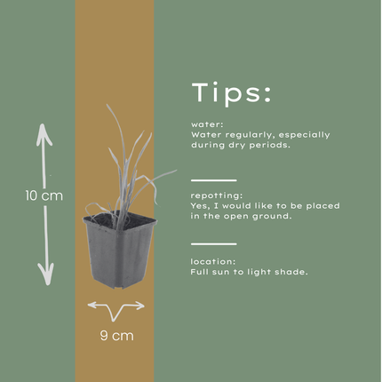 Hemerocallis Stella de Oro – 24 Pflanzen – Ø9cm – Höhe 10-25cm – Goldgelbe Taglilie – Dauerblühende Staude