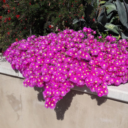 Bodendecker Delosperma Mix – 8 winterharte Pflanzen Ø14cm – Farben Rot, Gelb, Lila & Rosa – Pflegeleicht & trockenheitsresistent – Ideal für Garten, Beet, Balkon & Terrasse