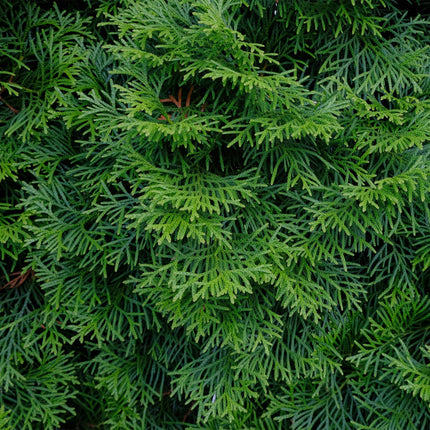 Lebensbaum Thuja occidentalis Smaragd – Immergrüne Heckenpflanze – 6 Pflanzen – 17 cm x H60 cm – Dichte, grüne Hecke