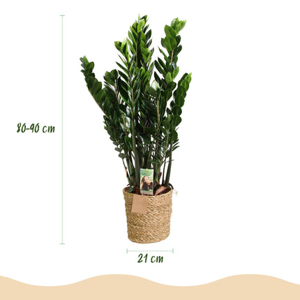 Zamioculcas – 80-90cm – 21cm inkl. Naturkorb – Pflegeleichte ZZ – Pflanze – Robust & luftreinigend – Grünpflanze für Wohnzimmer, Büro & Schlafzimmer