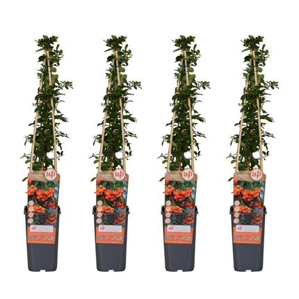 Feuerdorn Orange Glow – Pyracantha – Ø15 cm – 65 cm hoch – 4 Pflanzen – Frosthart – Beerenpflanze – Hecke & Gartenakzent