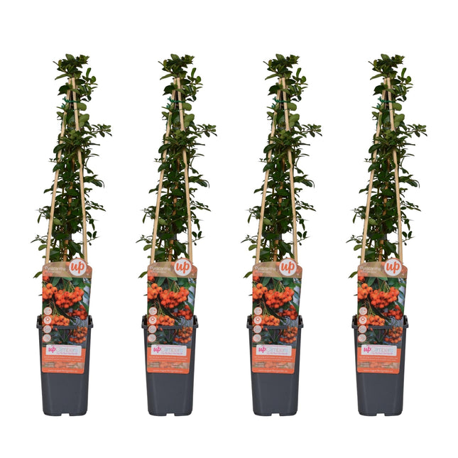 Feuerdorn Orange Glow – Pyracantha – Ø15 cm – 65 cm hoch – 4 Pflanzen – Frosthart – Beerenpflanze – Hecke & Gartenakzent